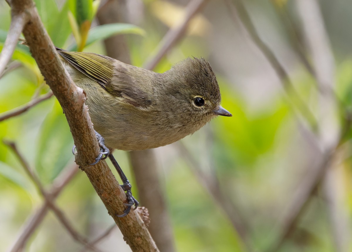 Yellow-browed Tit - Ayuwat Jearwattanakanok