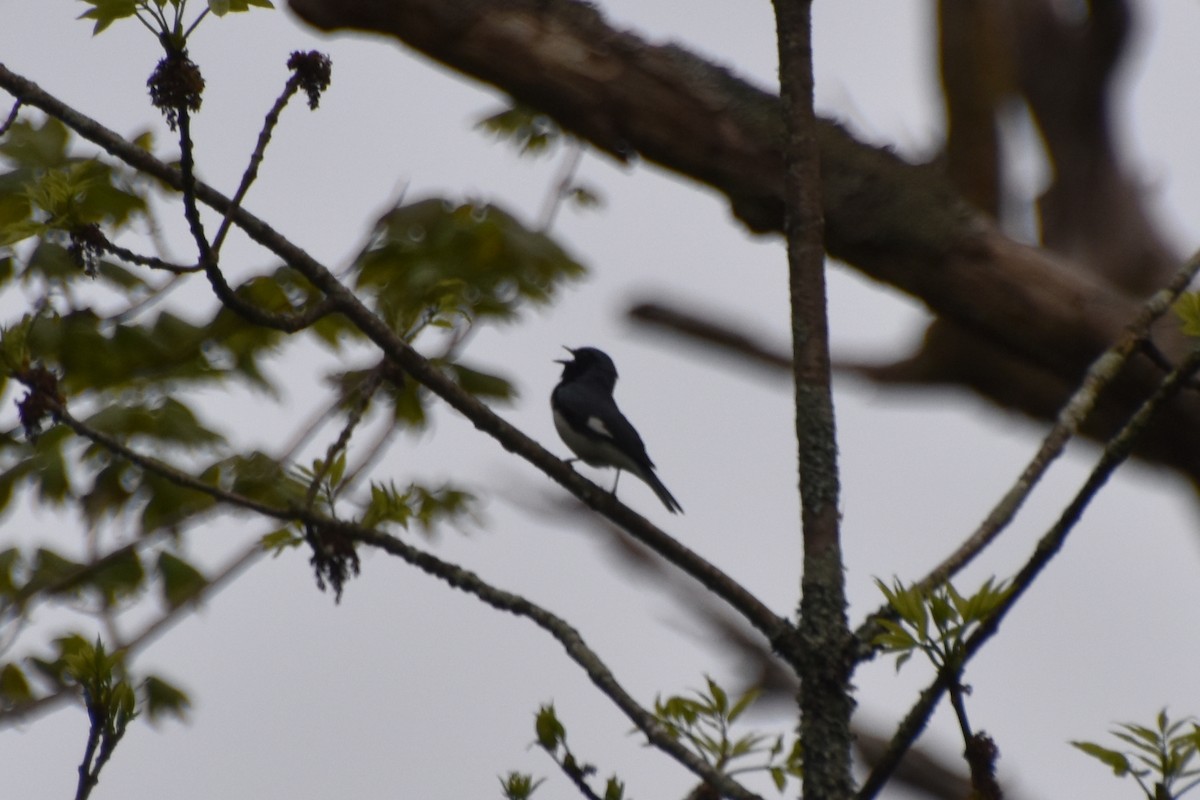 Black-throated Blue Warbler - Valerie Burdette