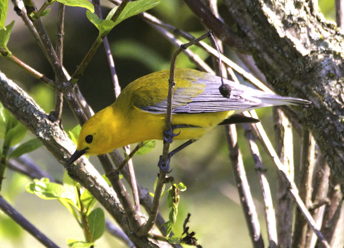 Prothonotary Warbler - Sue Riffe