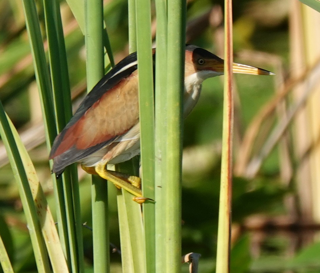 Least Bittern - Lilian Saul