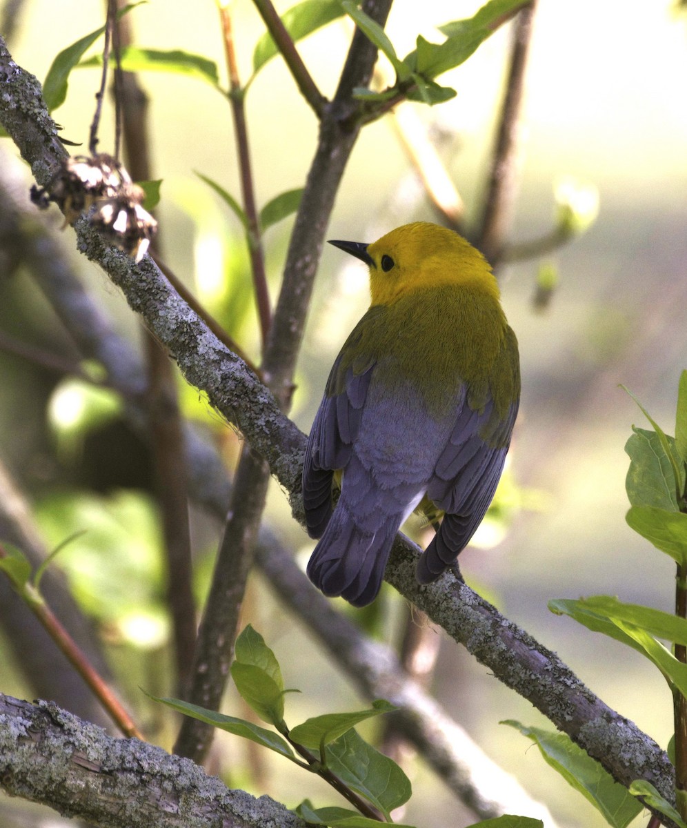 Prothonotary Warbler - Sue Riffe