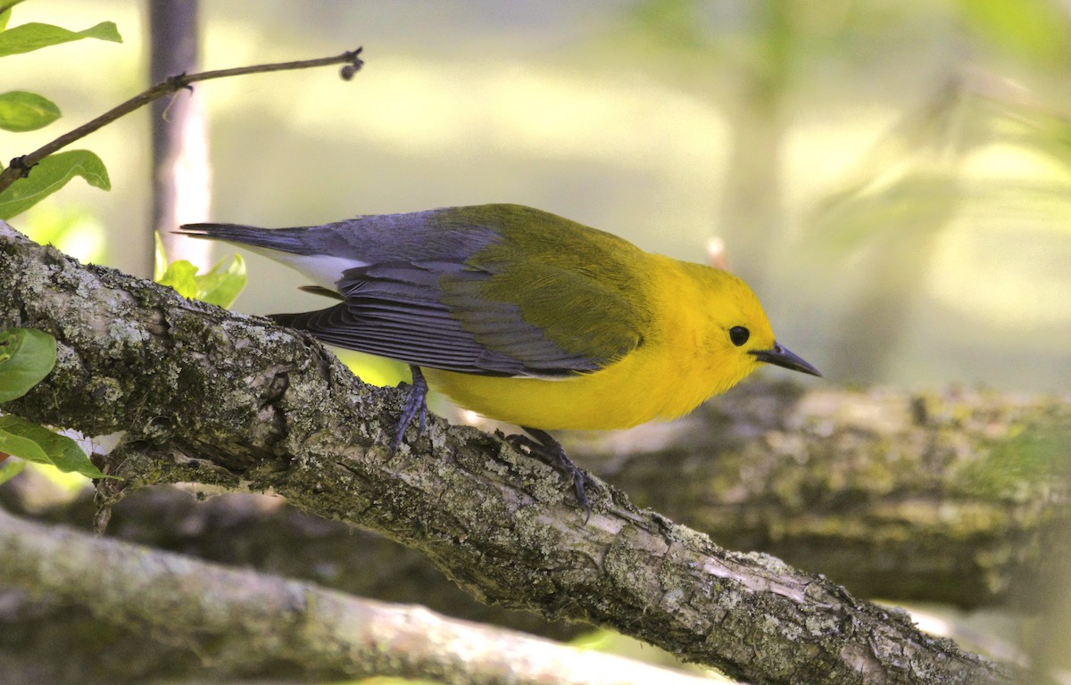 Prothonotary Warbler - Sue Riffe