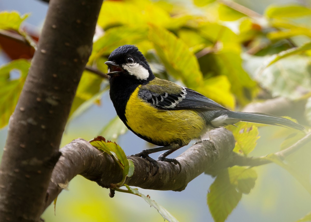 Green-backed Tit - Ayuwat Jearwattanakanok