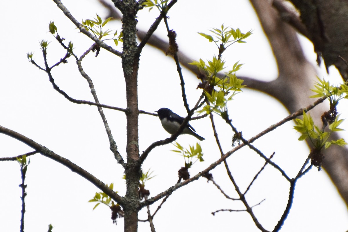 Black-throated Blue Warbler - Valerie Burdette