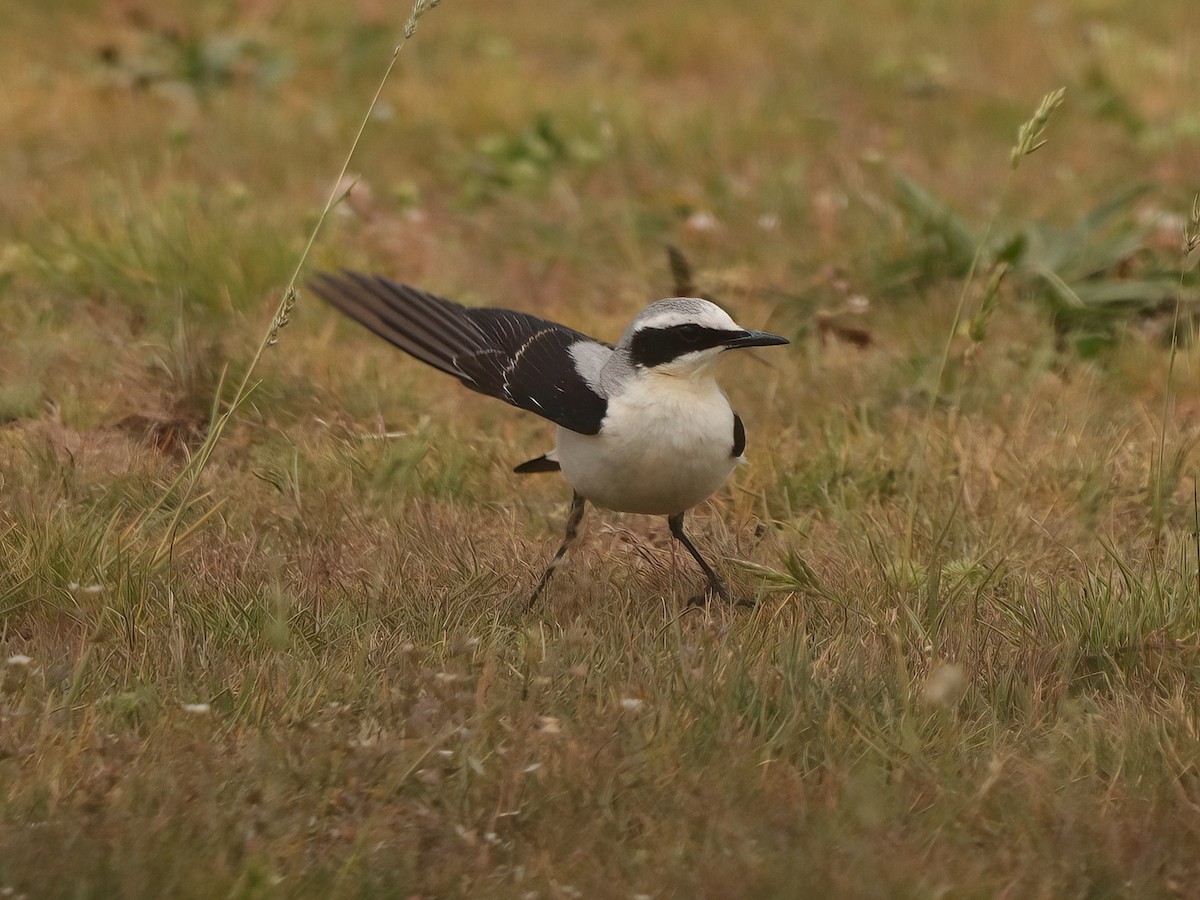 Northern Wheatear - Andrew Pryce