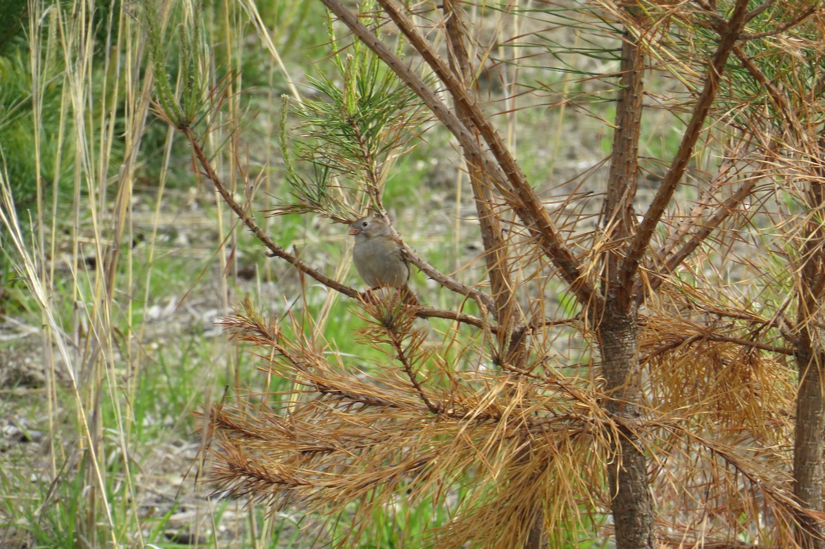 Field Sparrow - ML619483709