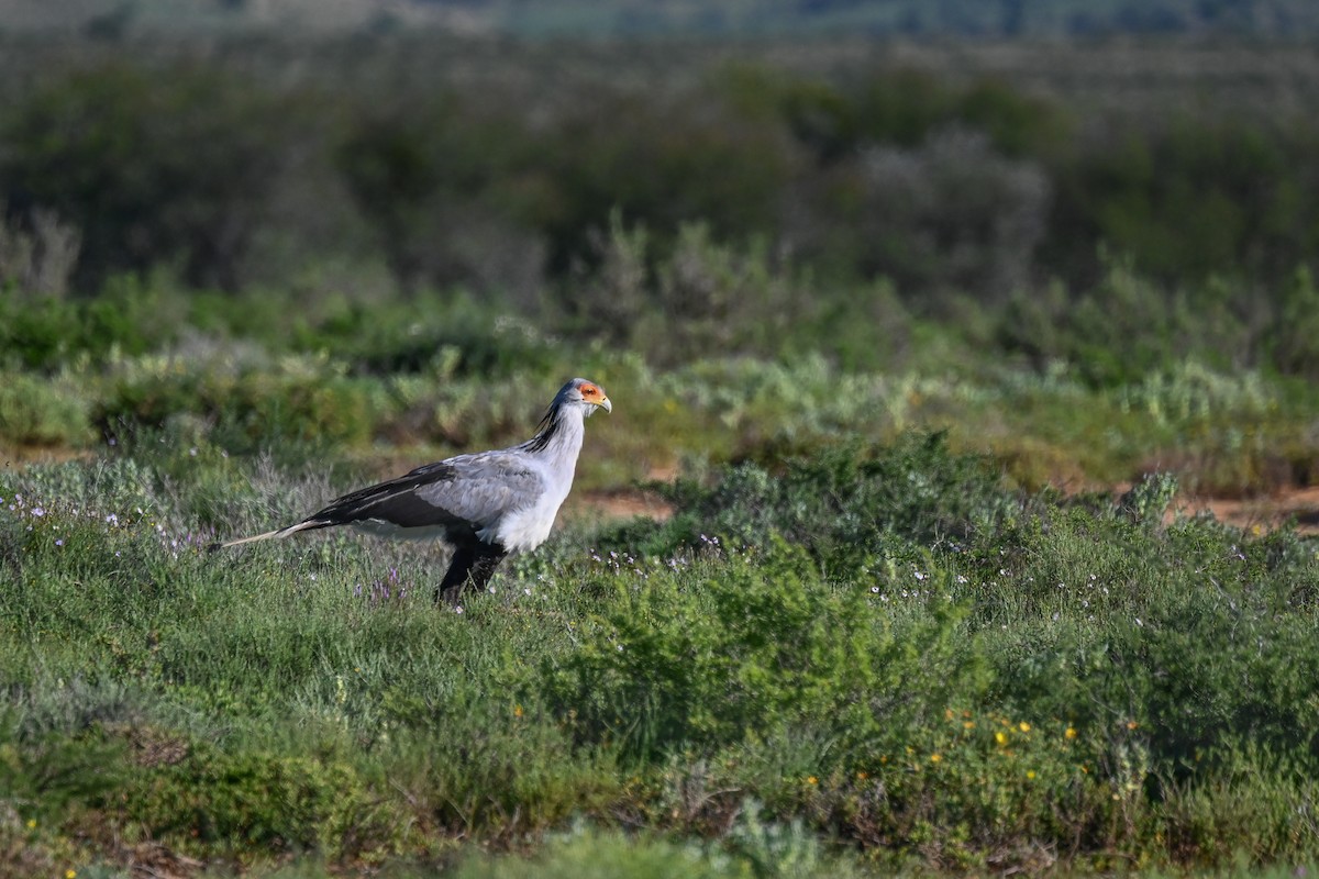 Secretarybird - Marcelina Poddaniec