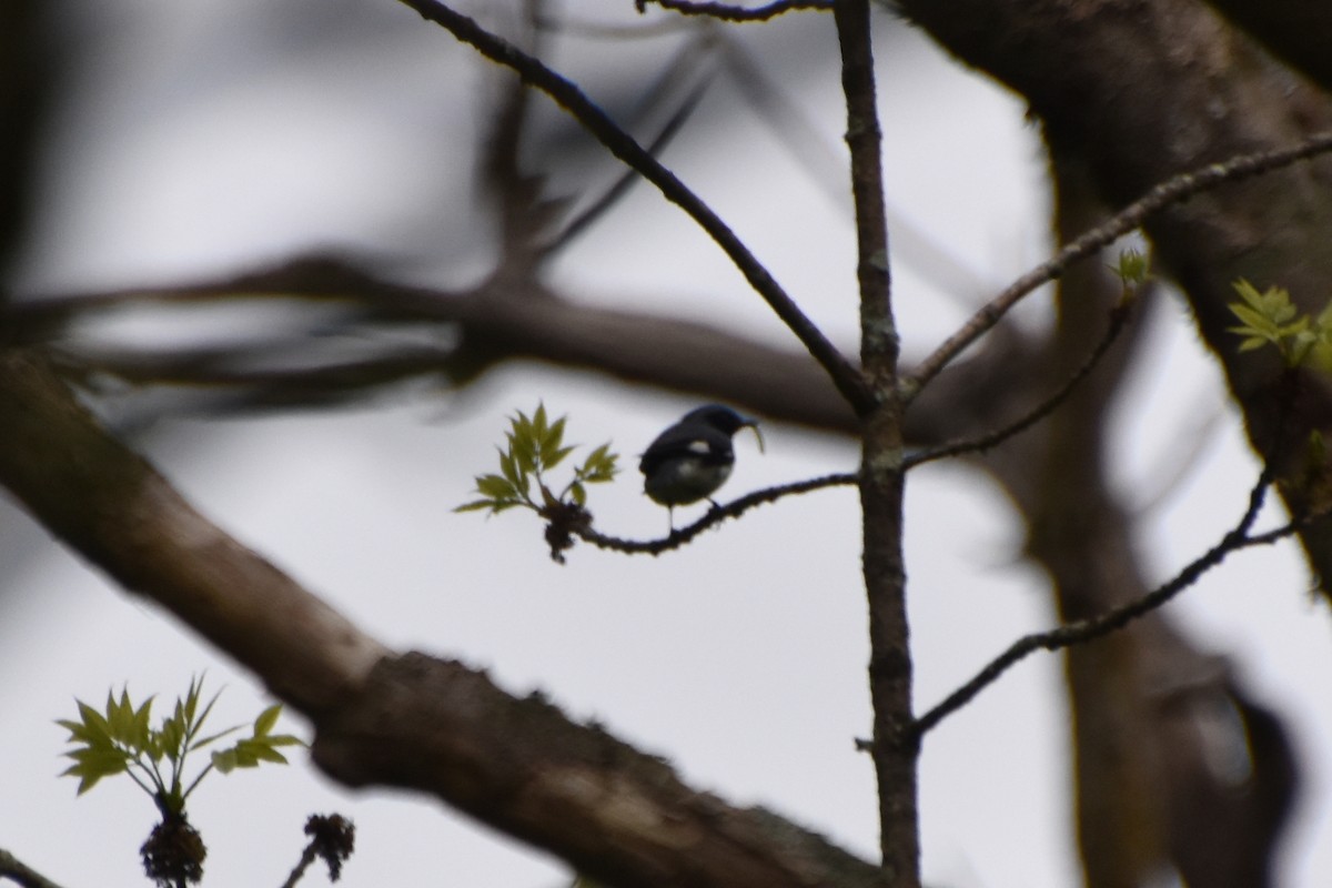 Black-throated Blue Warbler - Valerie Burdette