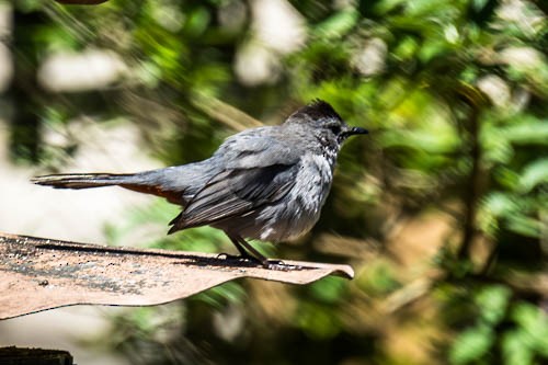 Gray Catbird - ML619483717