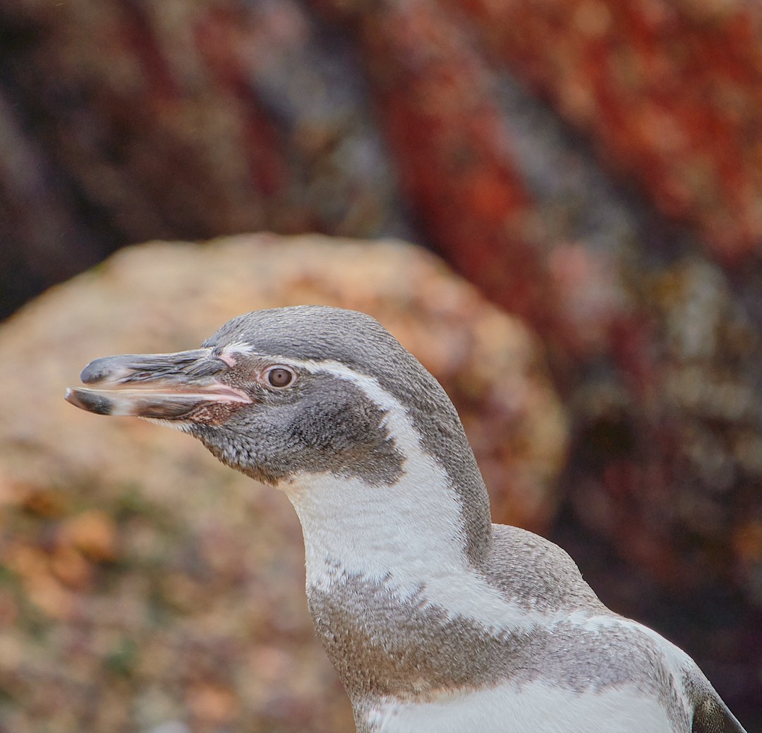 Humboldt Penguin - Angélica  Abarca