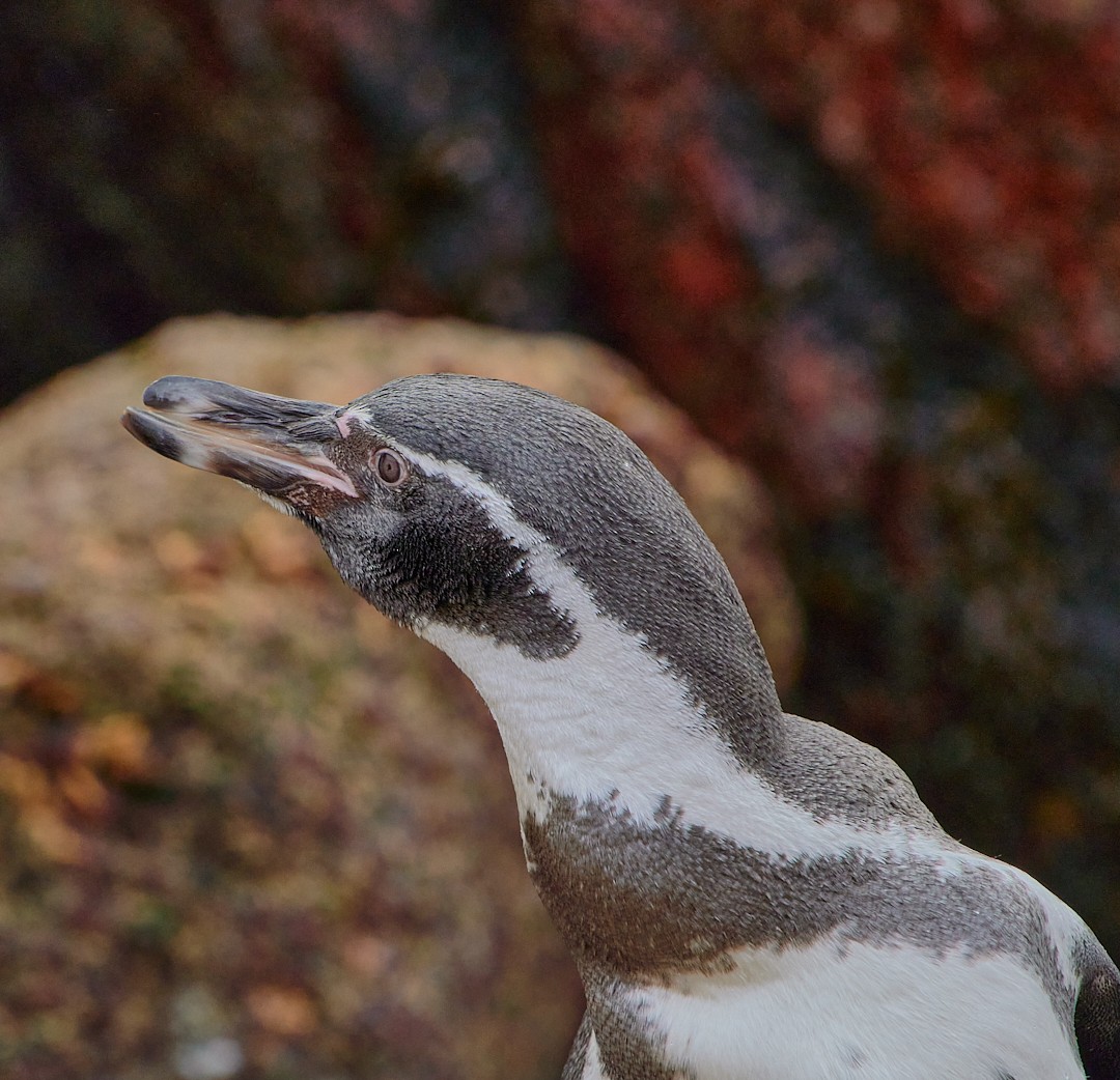 Humboldt Penguin - Angélica  Abarca