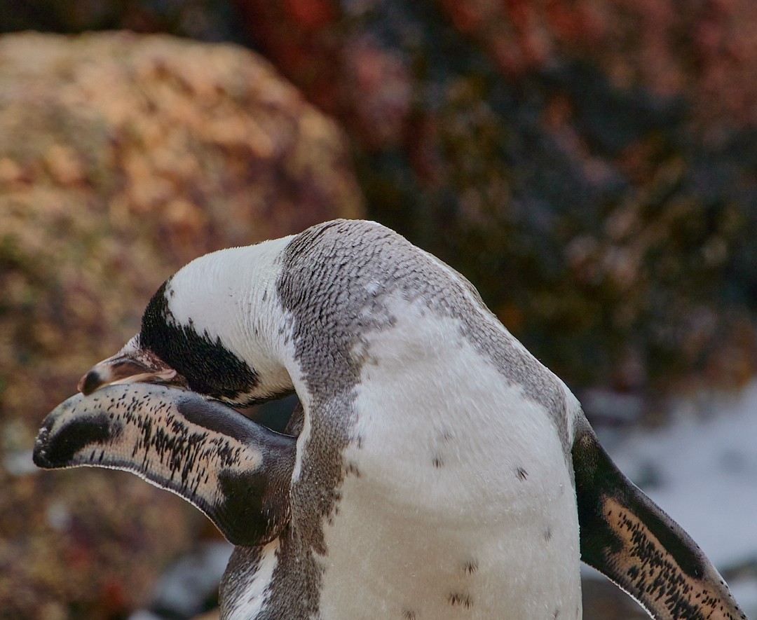 Humboldt Penguin - Angélica  Abarca