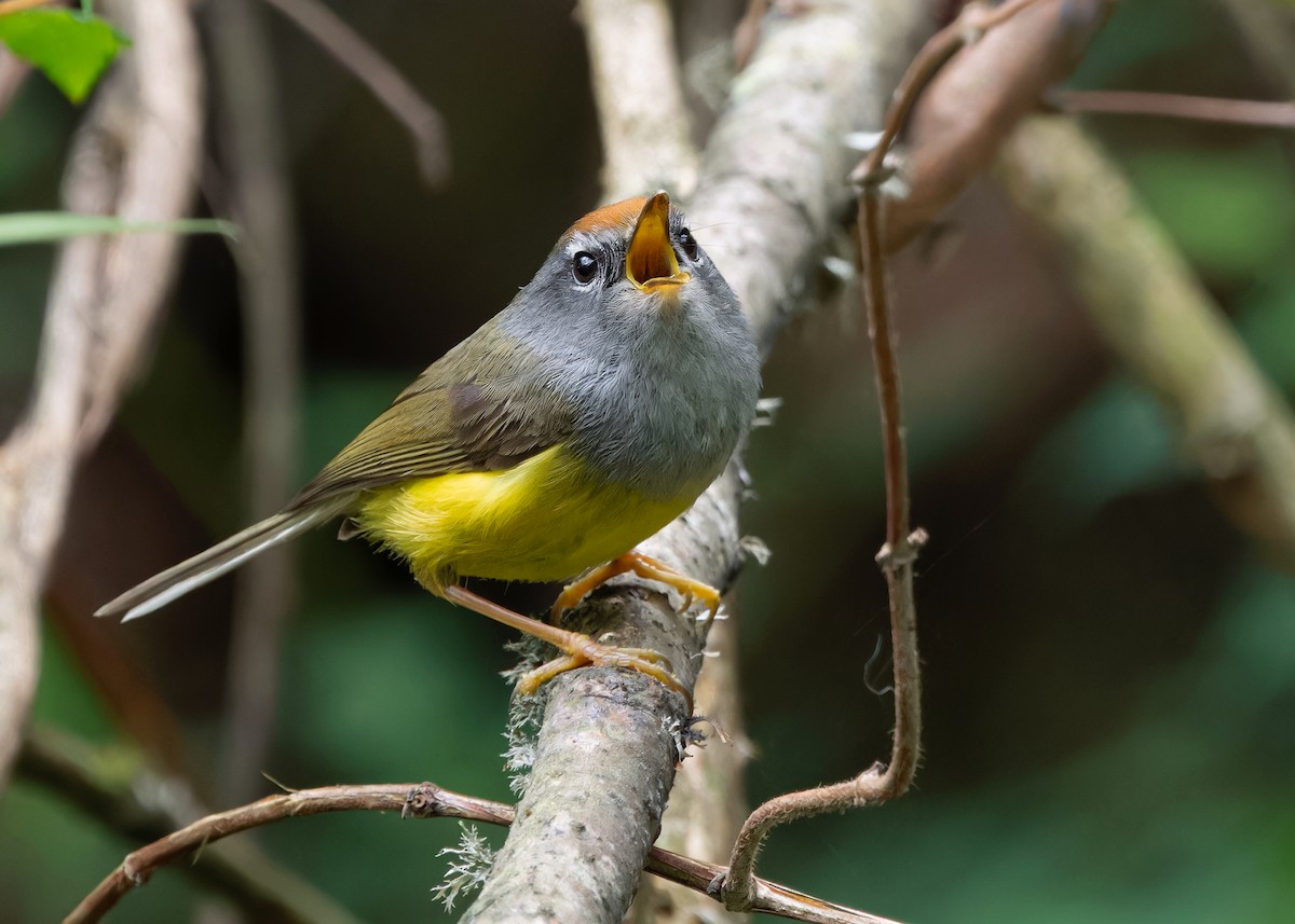 Broad-billed Warbler - Ayuwat Jearwattanakanok