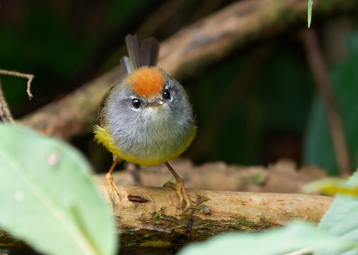 Broad-billed Warbler - Ayuwat Jearwattanakanok