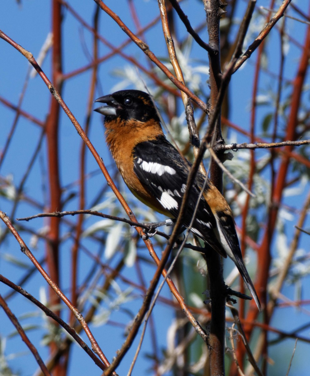 Black-headed Grosbeak - Leslie Holzmann