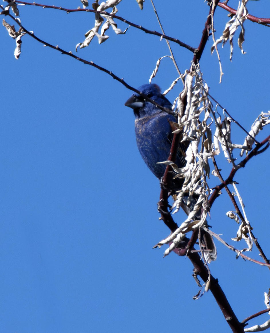 Blue Grosbeak - ML619483739