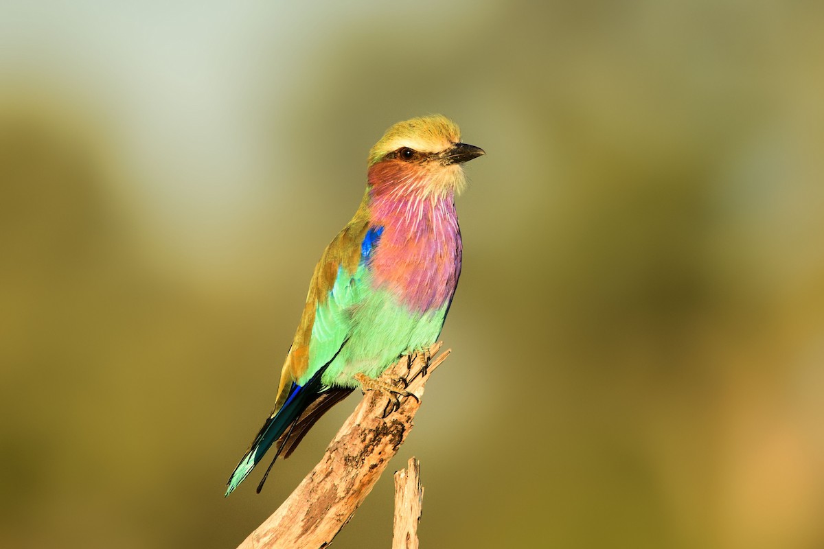 Lilac-breasted Roller - Cole Penning