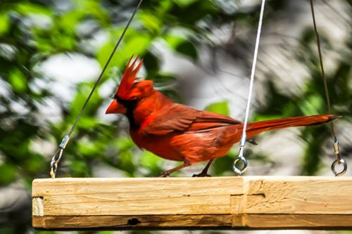 Northern Cardinal - Ray Steelman