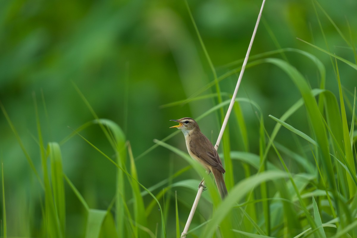 Black-browed Reed Warbler - MASATO TAKAHASHI