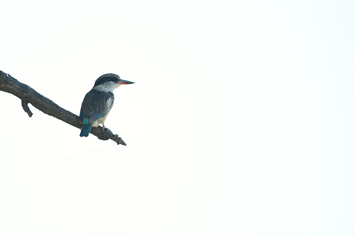 Striped Kingfisher - Cole Penning