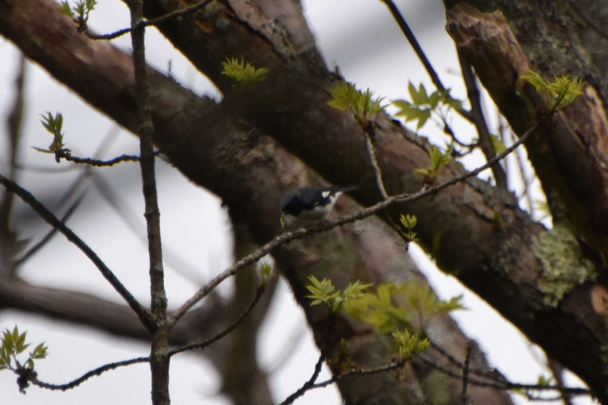 Black-throated Blue Warbler - Valerie Burdette