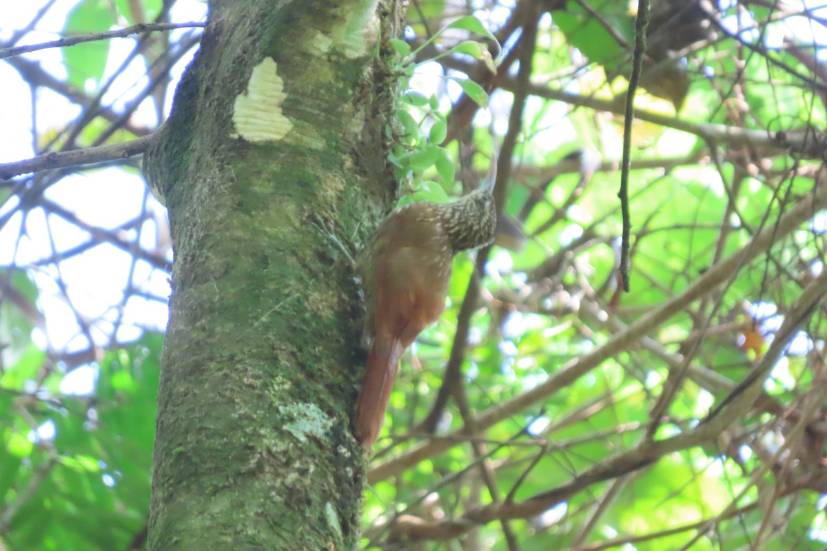 Streak-headed Woodcreeper - stuart varney