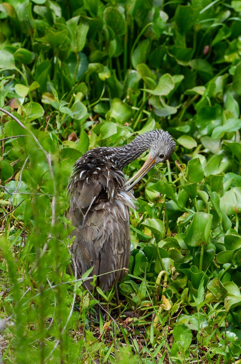 Limpkin - Kerrington Maner