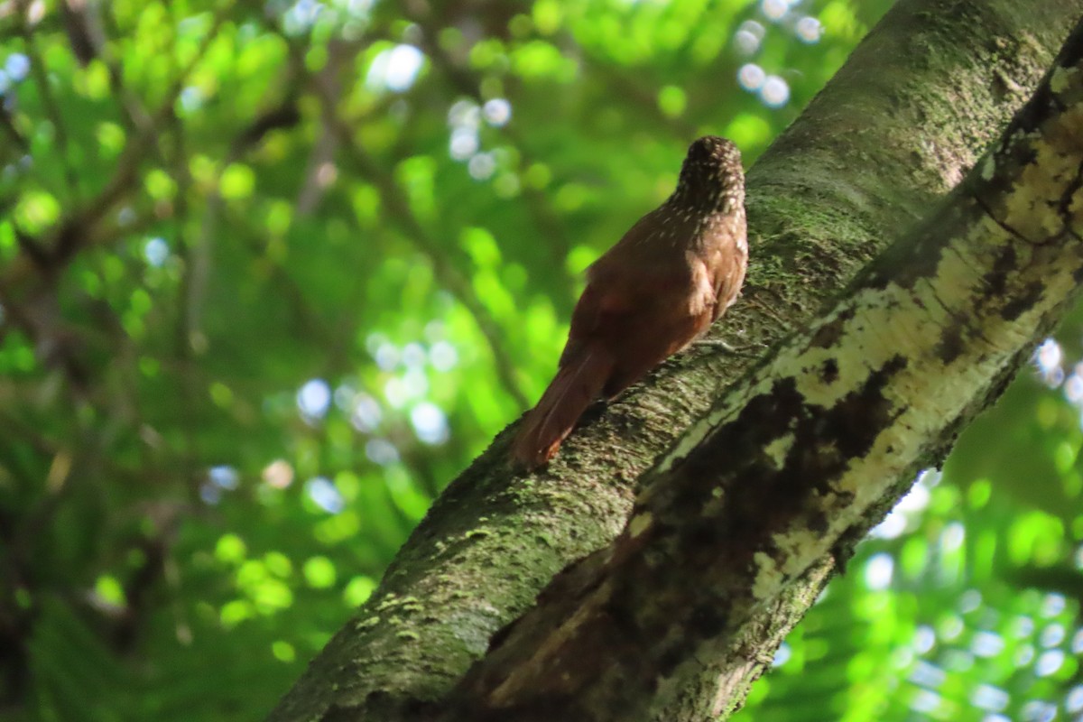 Streak-headed Woodcreeper - stuart varney