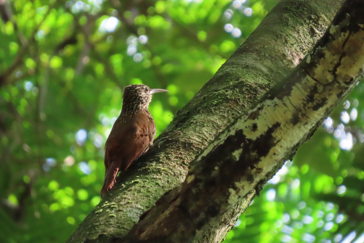 Streak-headed Woodcreeper - stuart varney