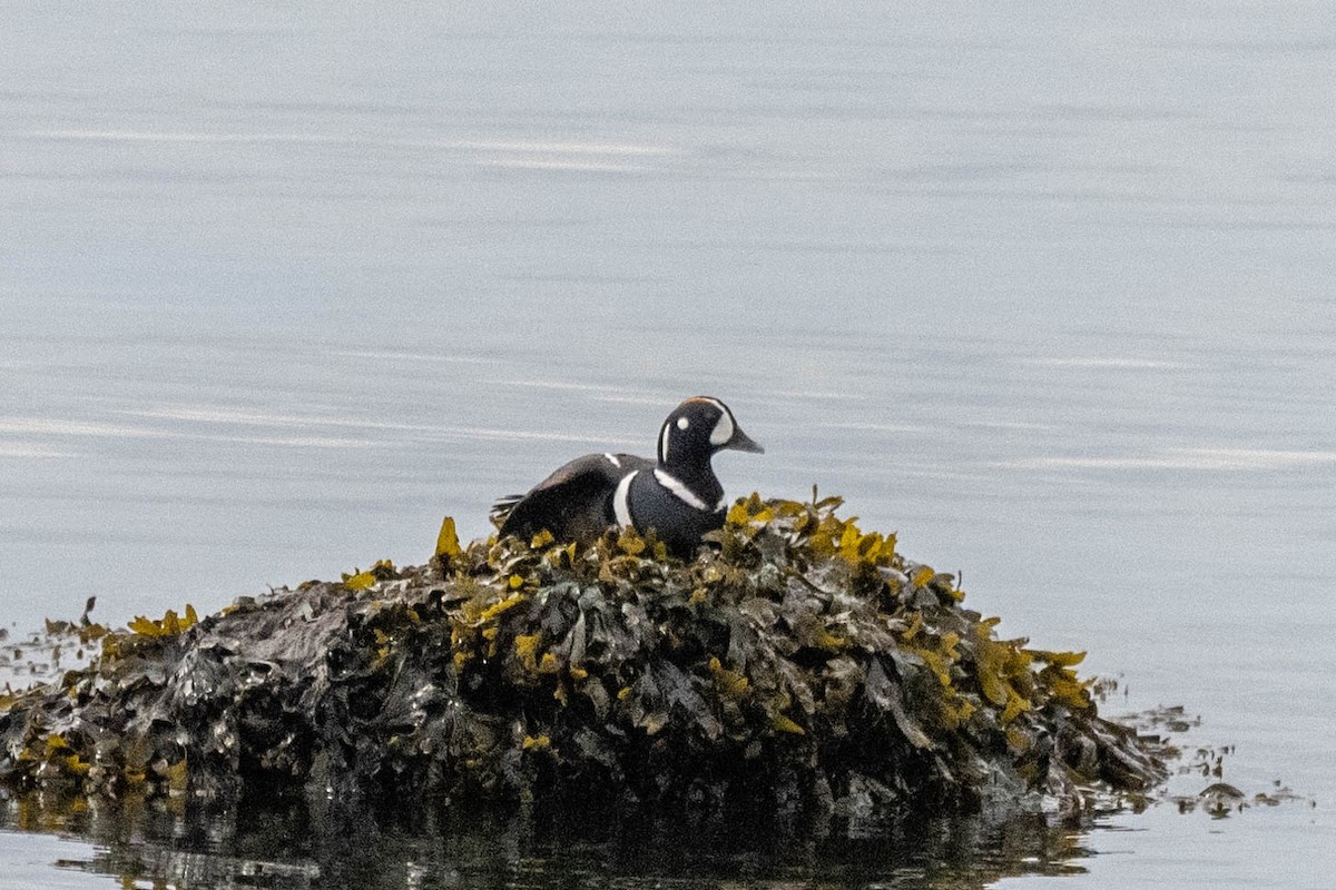 Harlequin Duck - André Desrochers