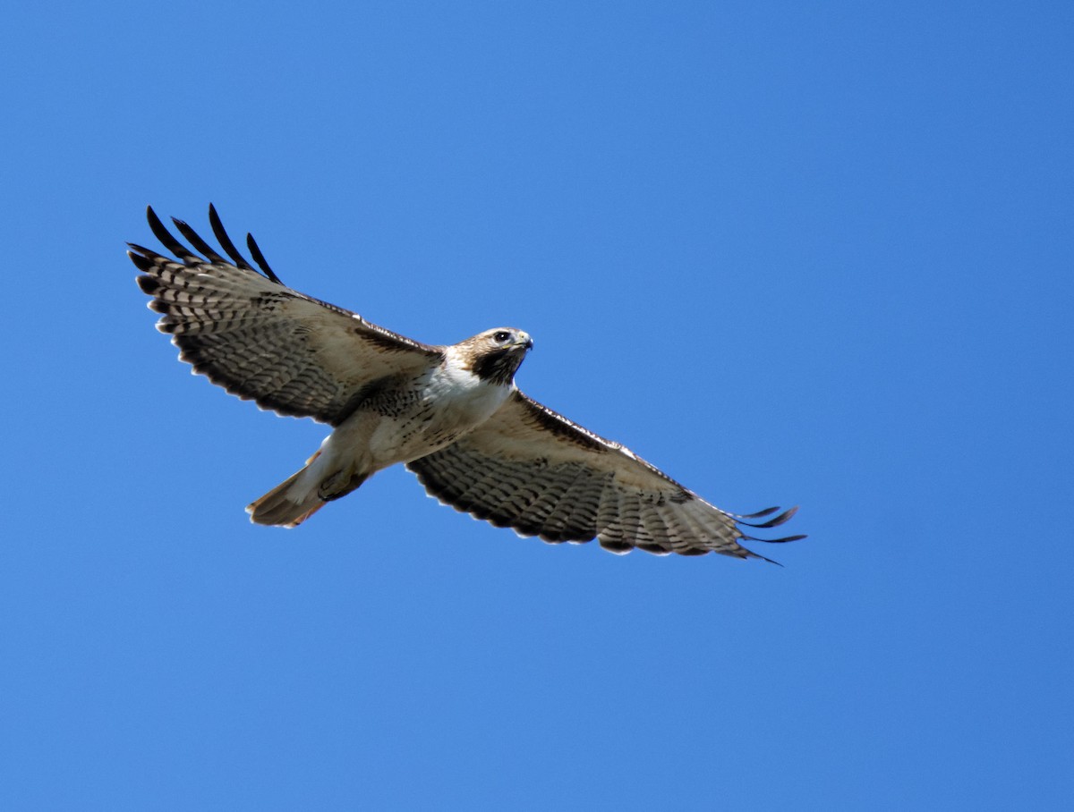 Red-tailed Hawk - ML619483773