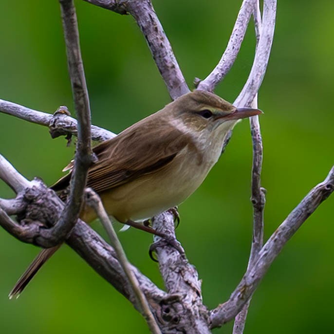 Oriental Reed Warbler - MASATO TAKAHASHI