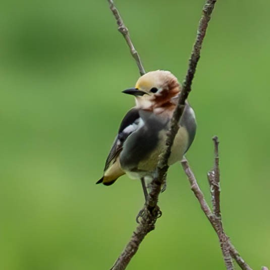 Chestnut-cheeked Starling - ML619483783