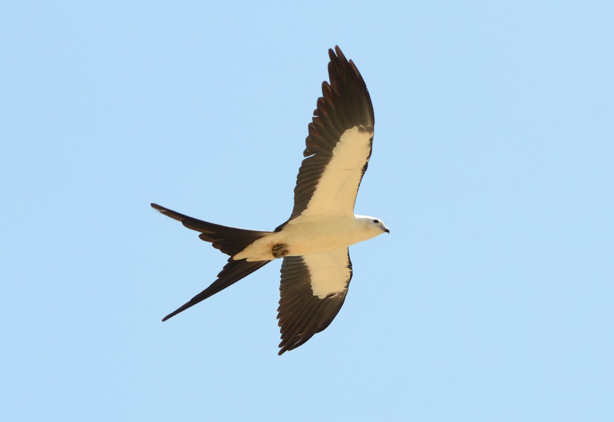 Swallow-tailed Kite - Kerrington Maner