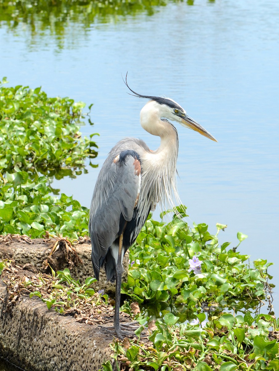 Great Blue Heron - Kerrington Maner