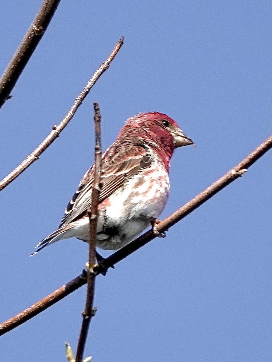 Purple Finch - Howie Nielsen