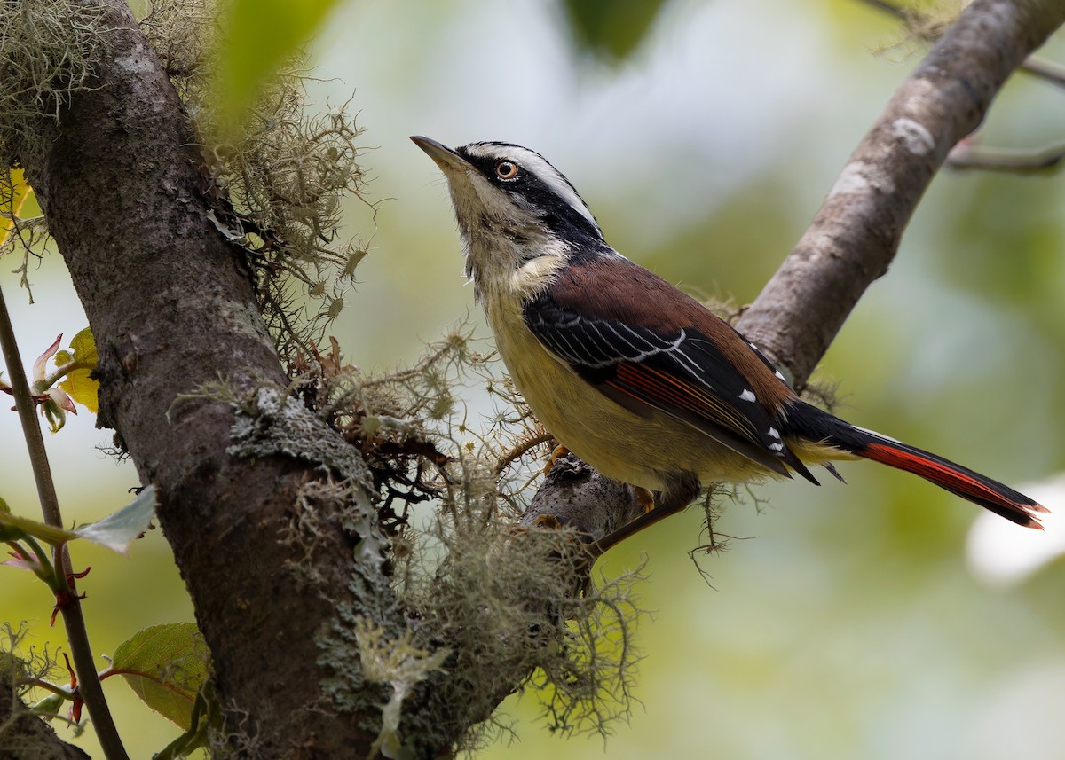 Red-tailed Minla - ML619483793