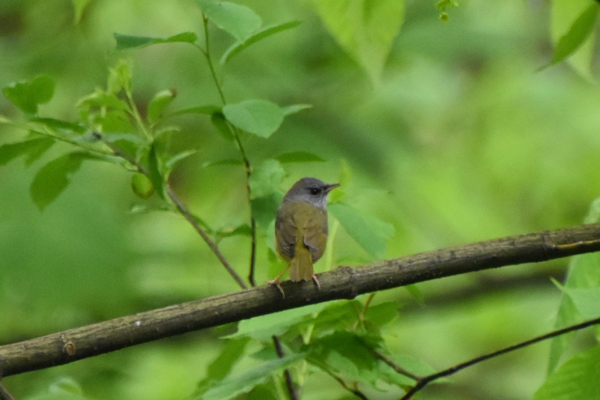 Mourning Warbler - Valerie Burdette