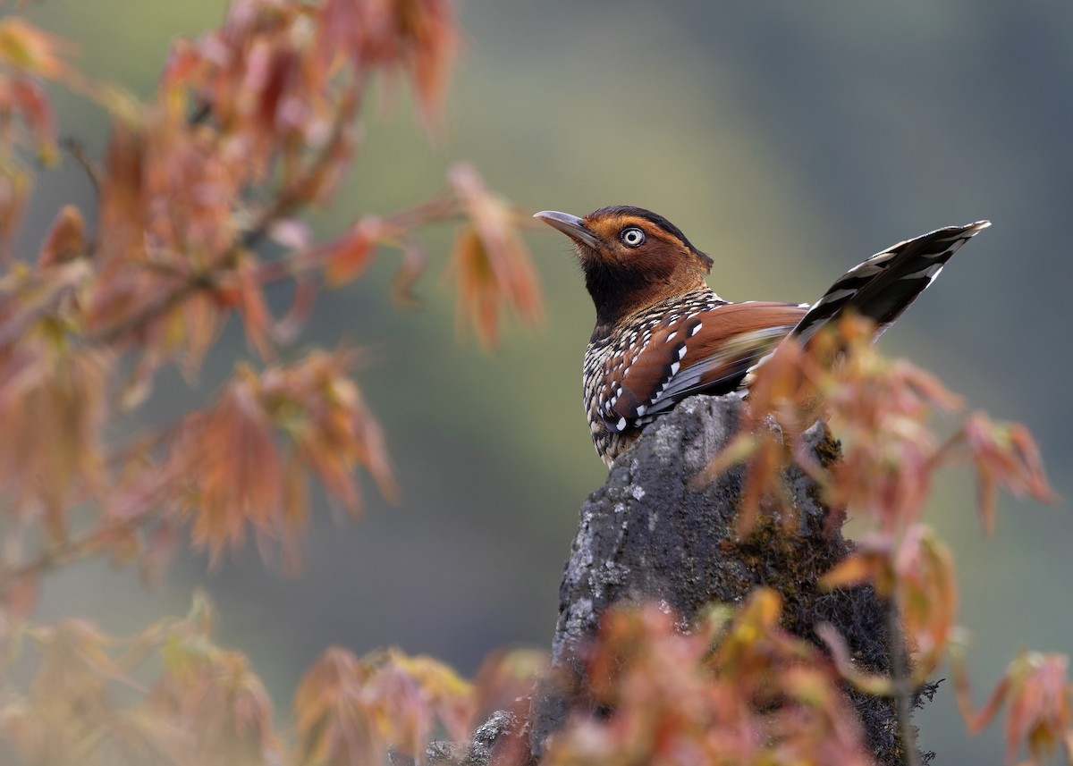 Spotted Laughingthrush - Ayuwat Jearwattanakanok