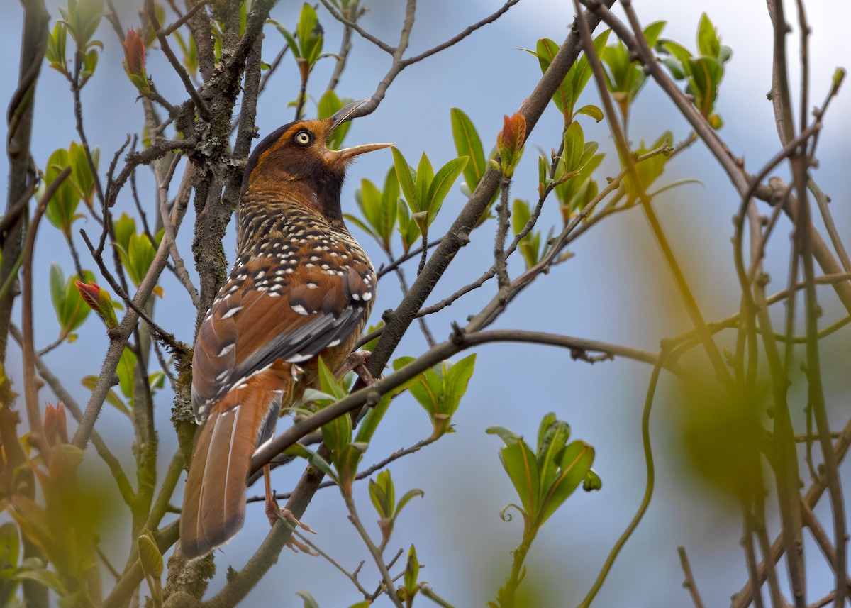 Spotted Laughingthrush - Ayuwat Jearwattanakanok