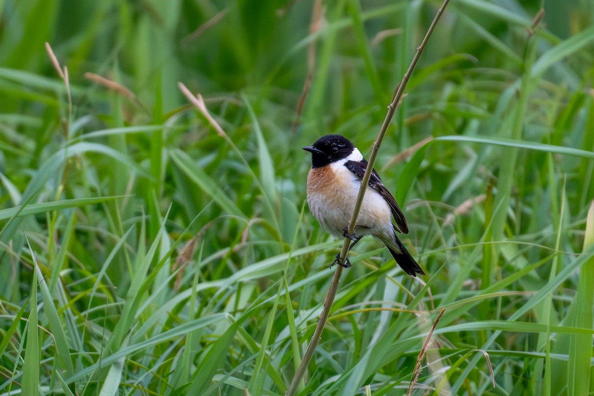 Amur Stonechat - MASATO TAKAHASHI