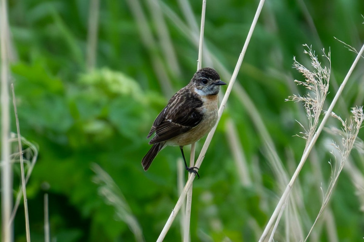 Amur Stonechat - MASATO TAKAHASHI