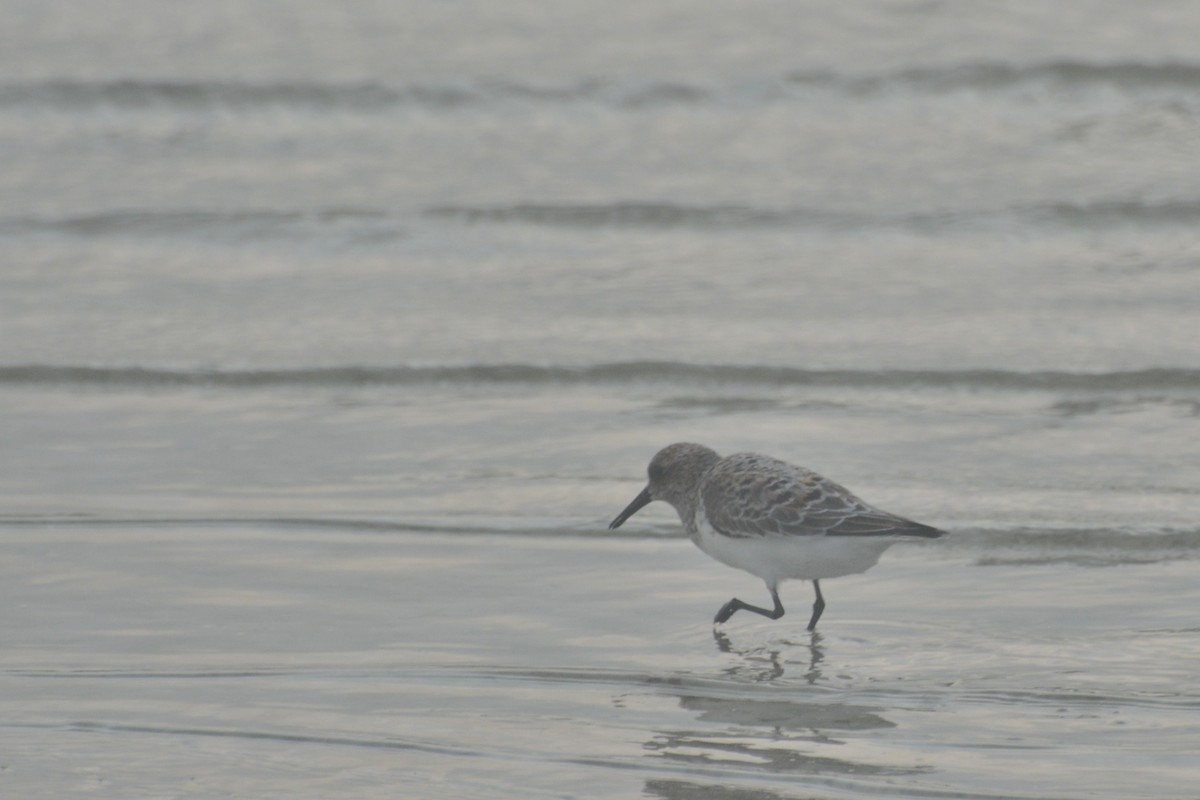 Sanderling - Tom Bisko