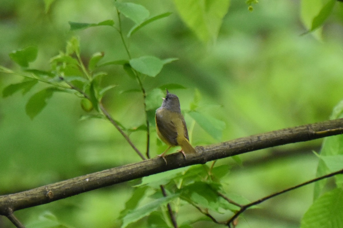 Mourning Warbler - Valerie Burdette