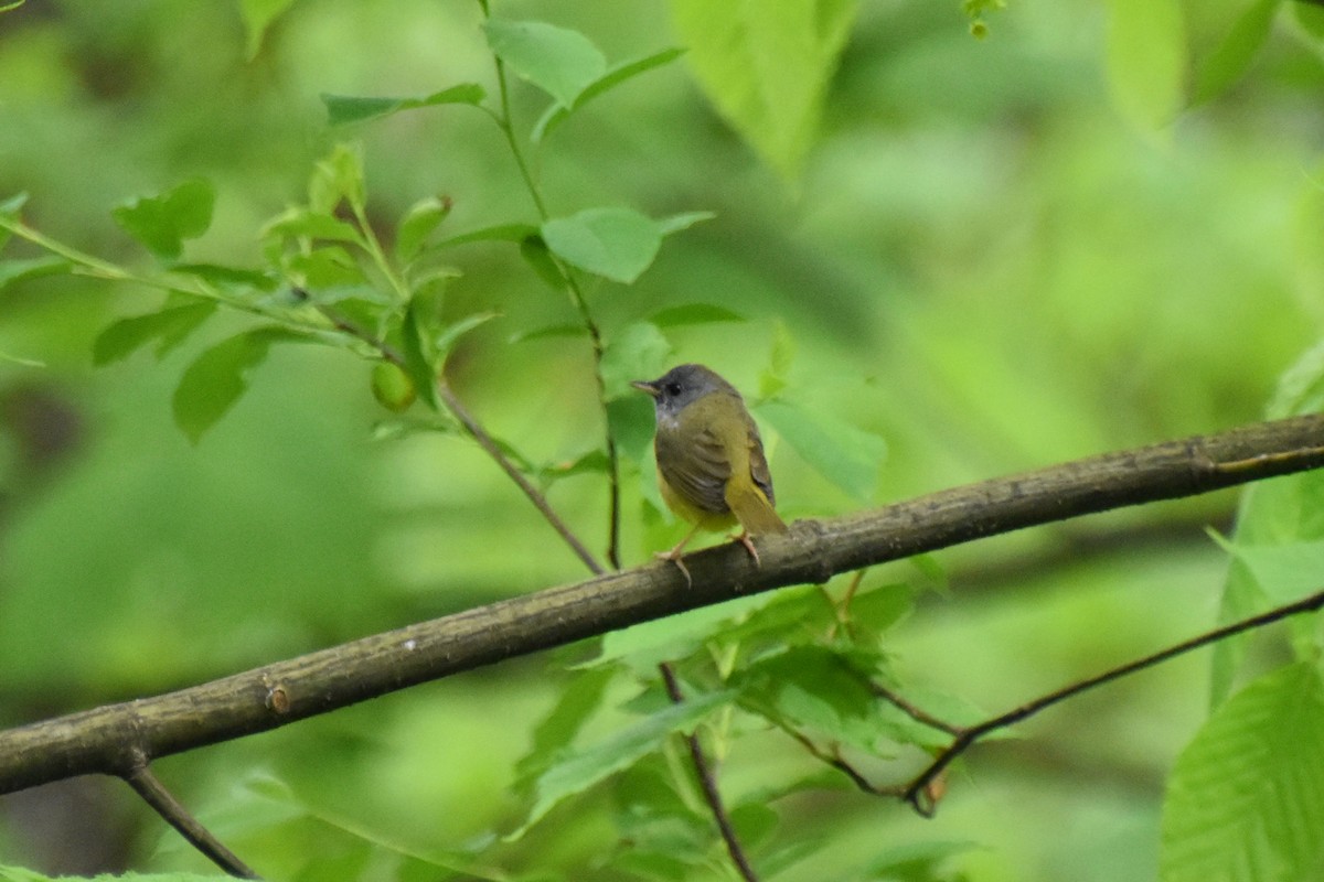 Mourning Warbler - Valerie Burdette