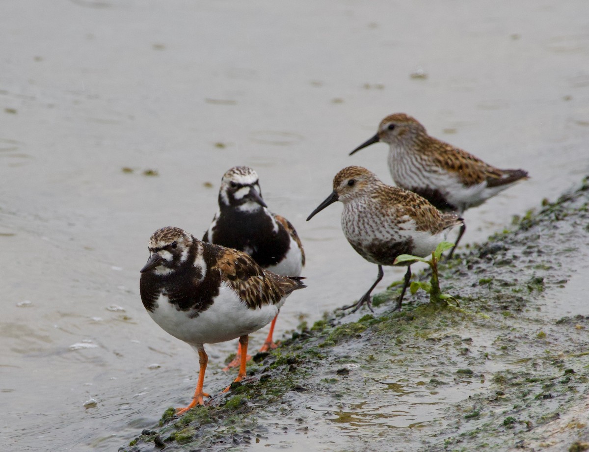 Ruddy Turnstone - Ben Sheldon