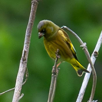 Oriental Greenfinch - MASATO TAKAHASHI