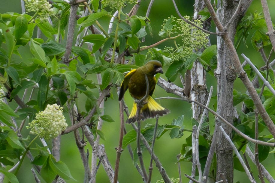 Oriental Greenfinch - MASATO TAKAHASHI