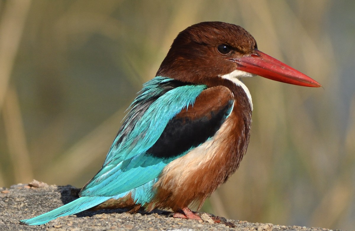 White-throated Kingfisher - Raj Kumar Shiwani