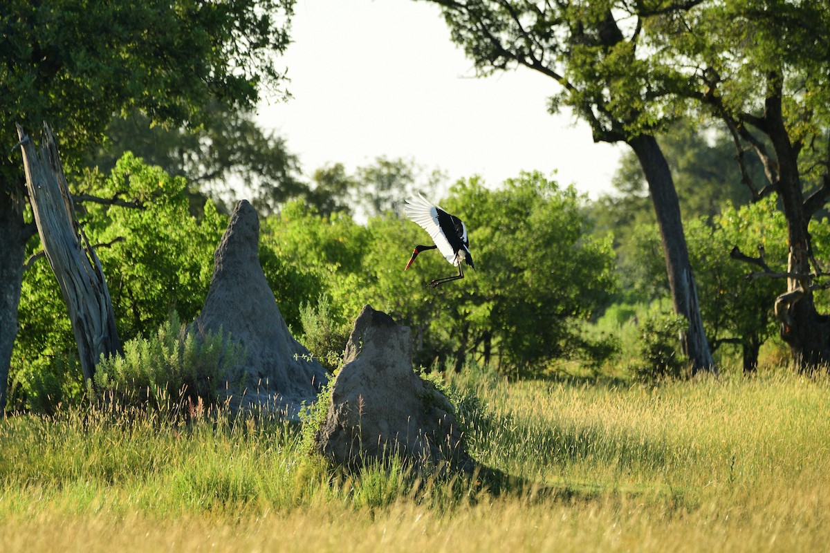 Jabirú Africano - ML619483824